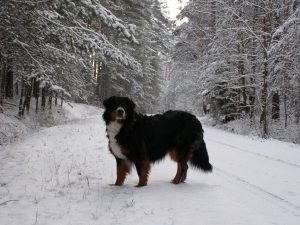 Winterspaziergang mit Hündin Nica im Wald mit viel Schnee