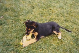 Hund Sheila spielt und beisst in eine Frisbee
